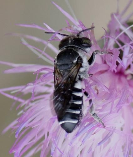 Megachile apicalis